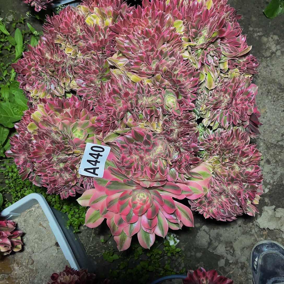 女巫法师15/17包邮法师