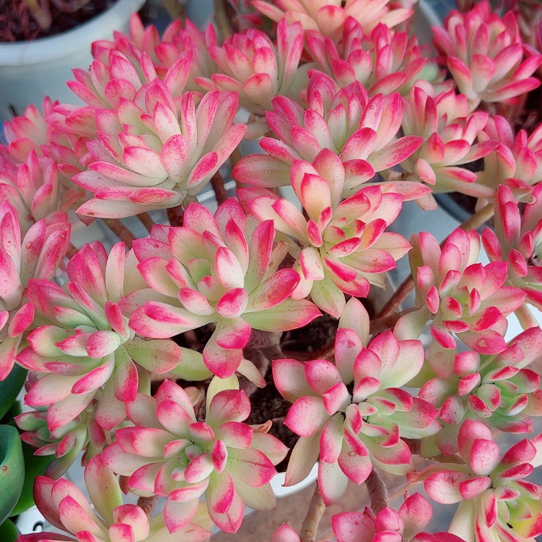 七彩云南叮当锦多头