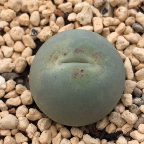 多肉肉锥 2..1Cm 鸽子蛋