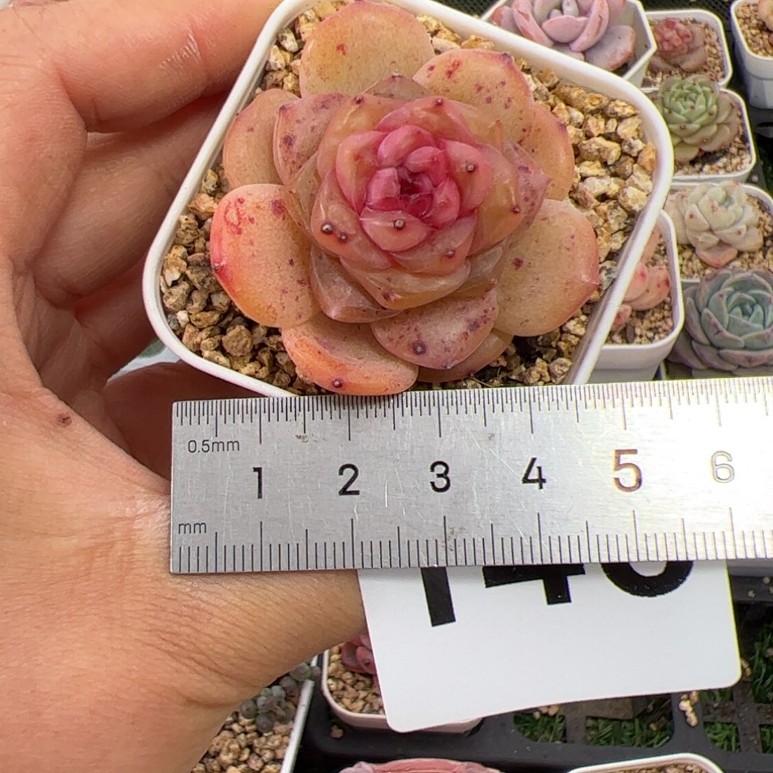 喵**喵146 多肉植物组合盆栽