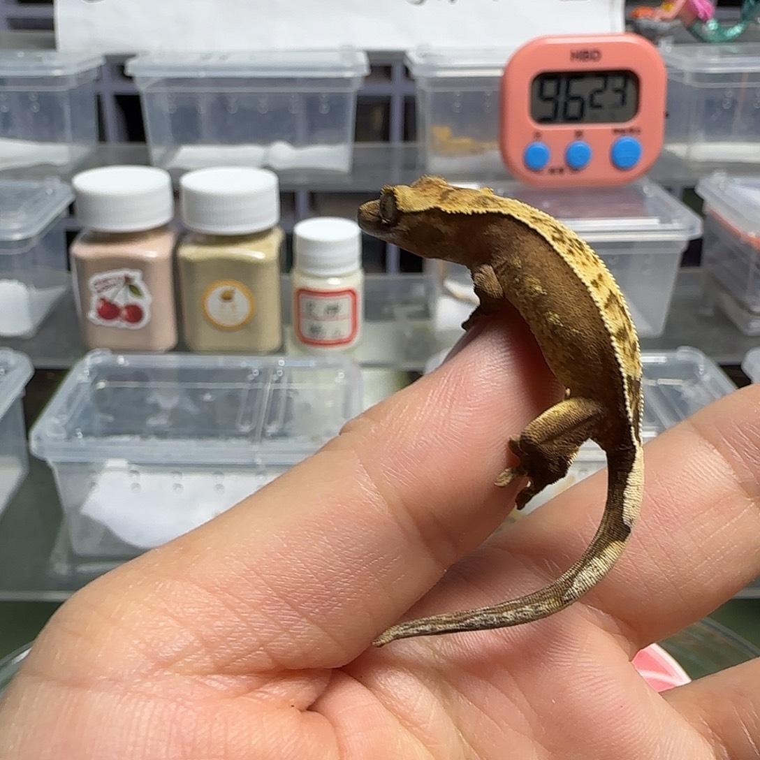 睫角守宫睫角守宫大幼