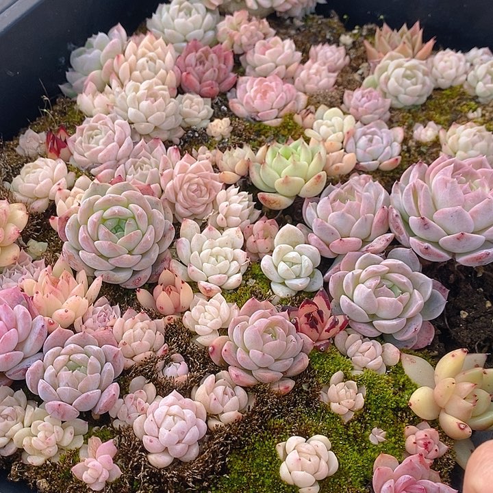 216 多肉植物盆栽花卉植物