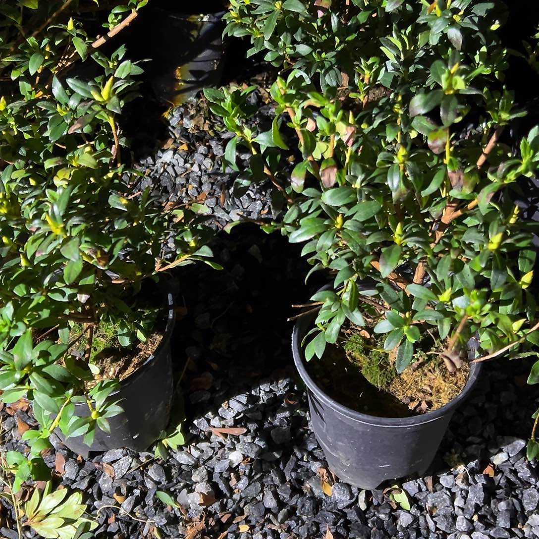 无花朵盆景皋月杜鹃八丈之舞