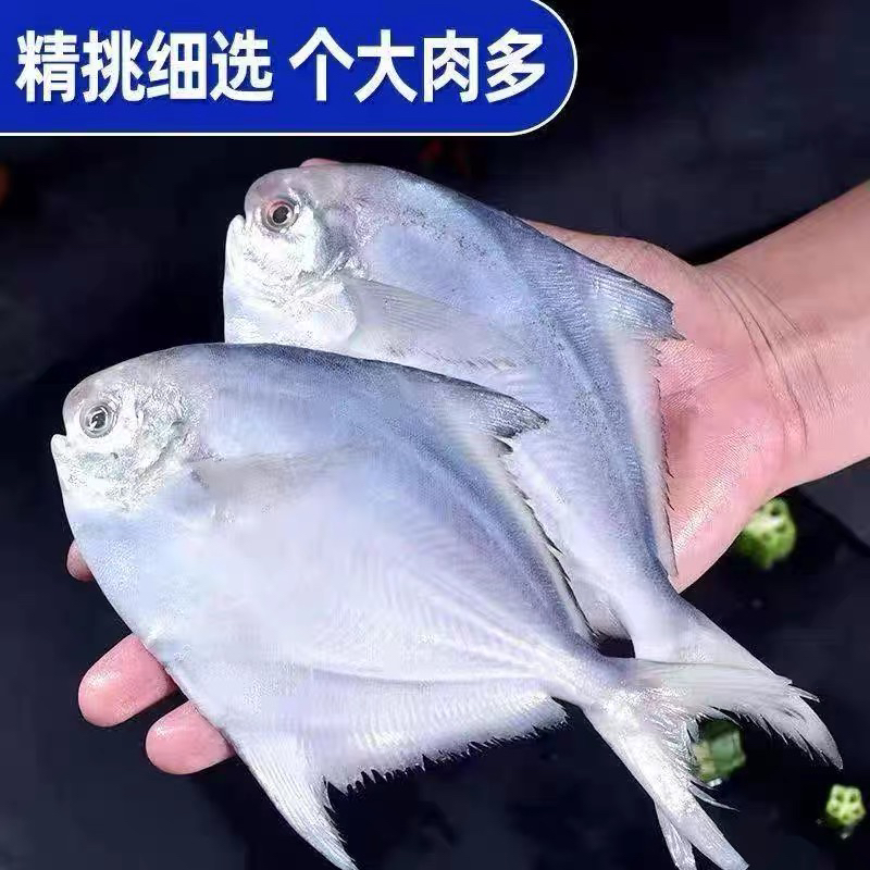 新鲜银鲳鱼 4斤（一斤4条）液氮锁鲜发货