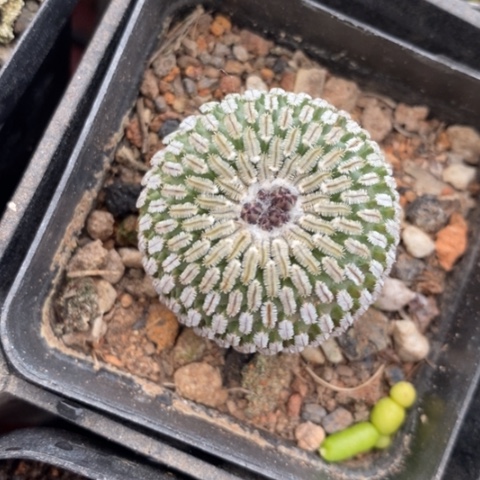 金巧殿单3仙人球