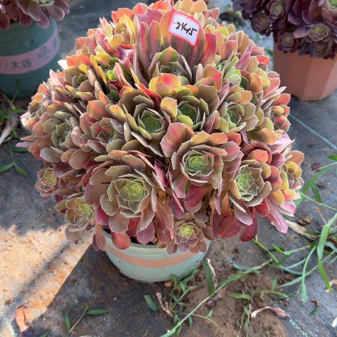 24-15女巫中班多肉植物