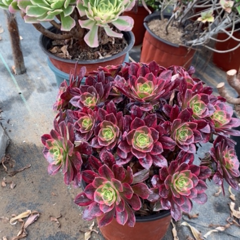 安娜多肉植物078