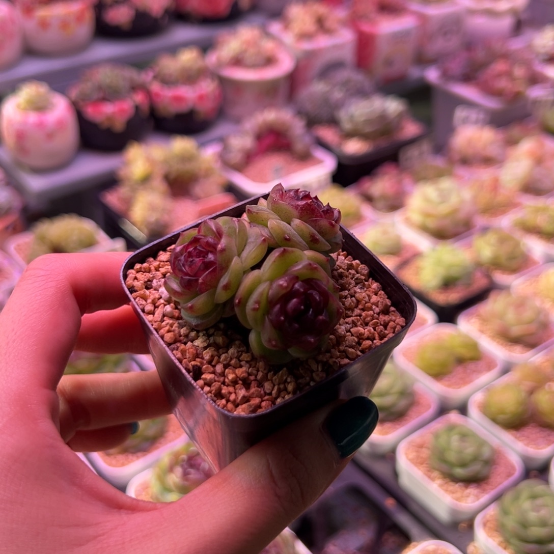 幽灵公主一物一拍