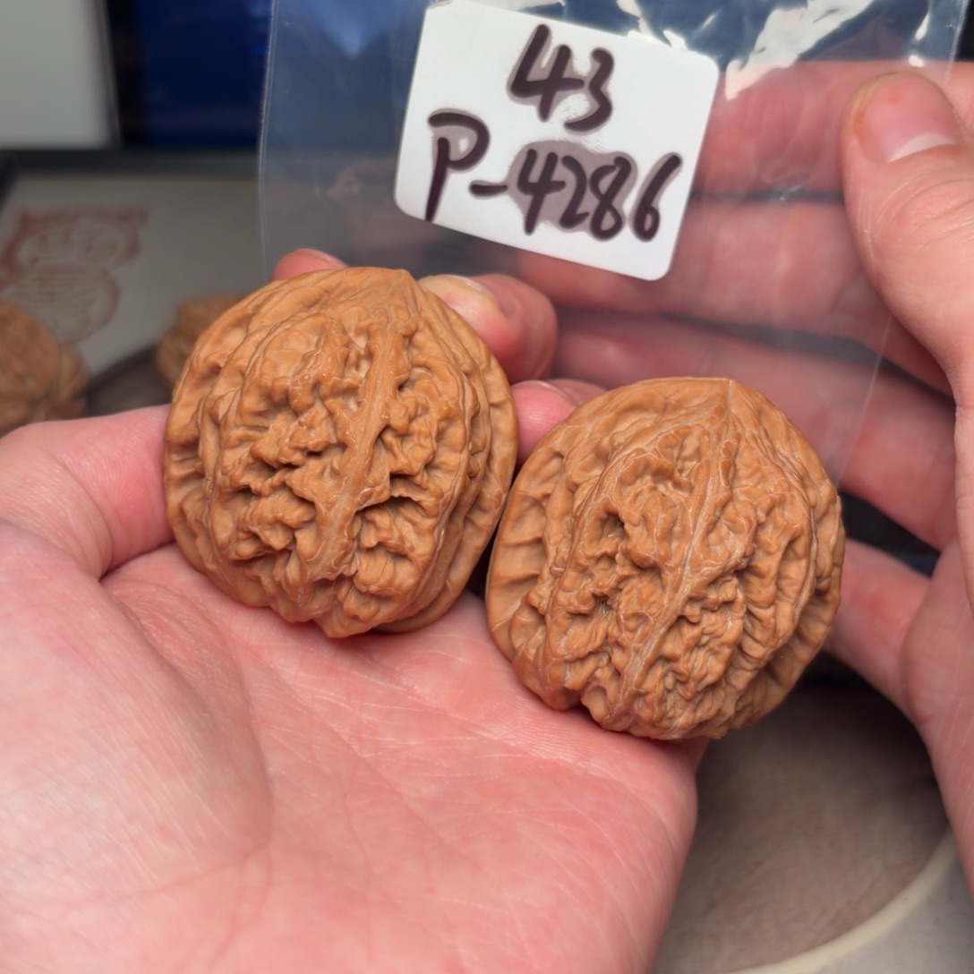 把件文玩核桃43粗筋4286号