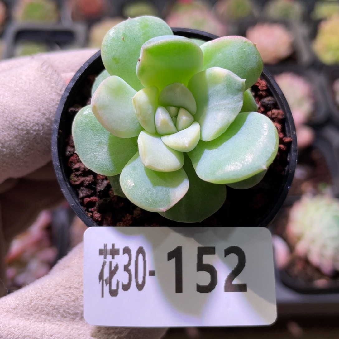 花利美30-152新品锦