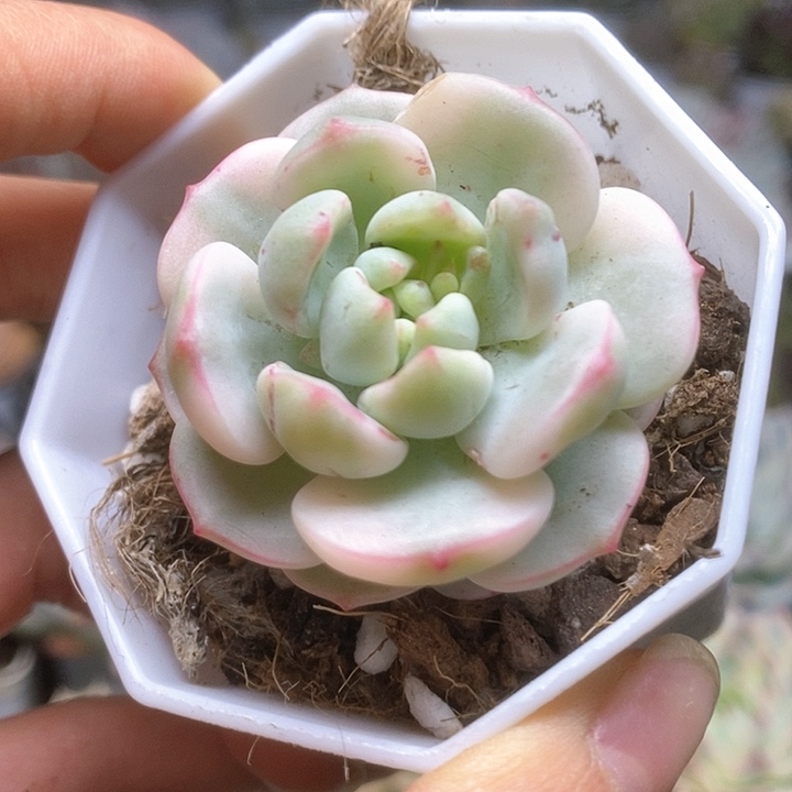 078香水锦锦锦锦锦锦