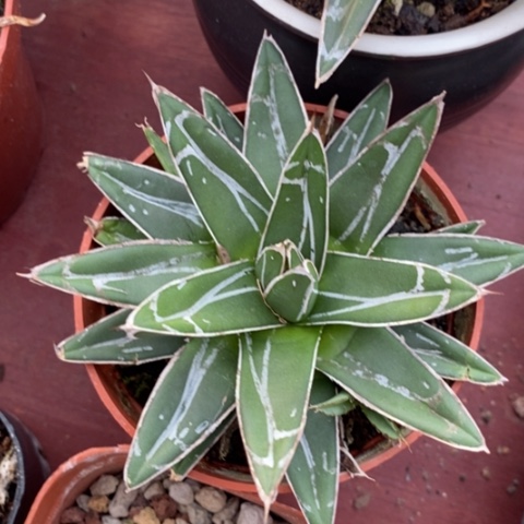 世之雪单10龙舌兰