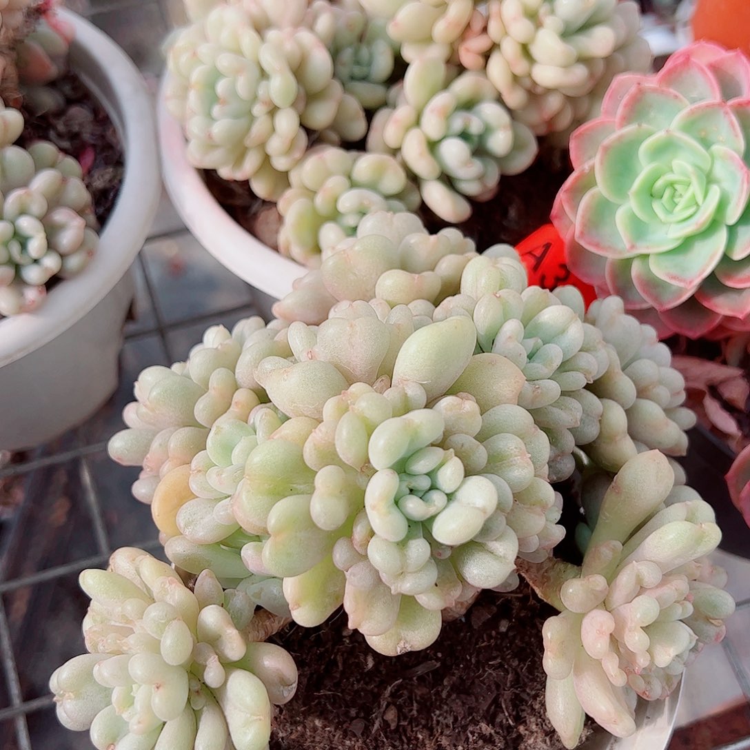 比尔盖茨多头群生精品特价