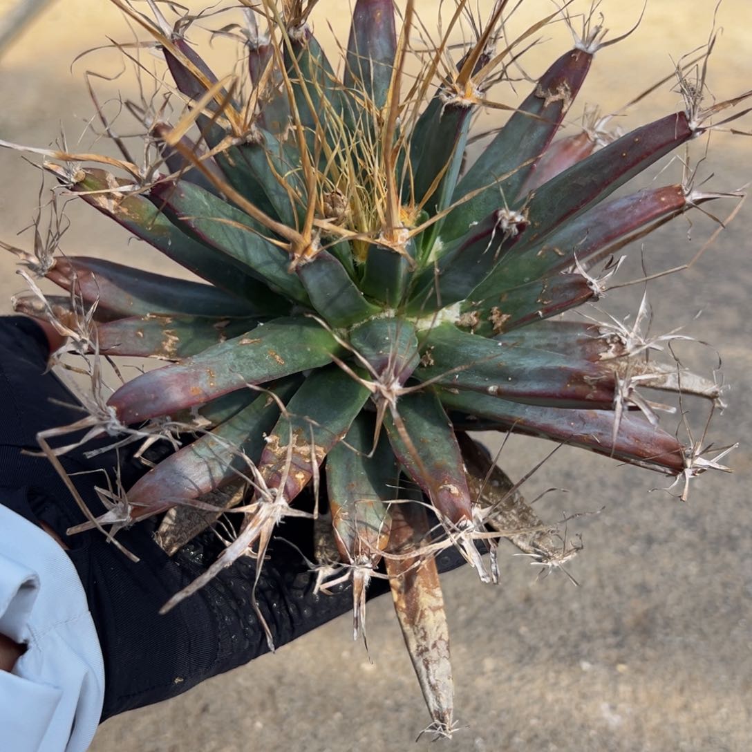 光山wwwwwwwwwwwwwww