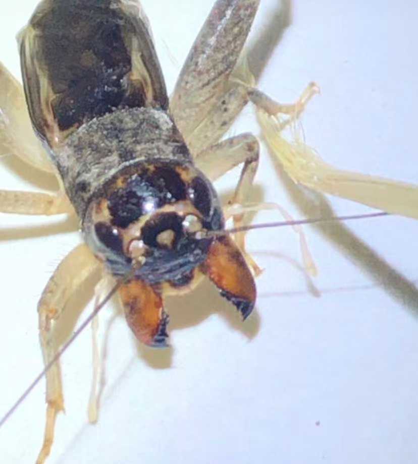 宁堽王精选冬版白虫