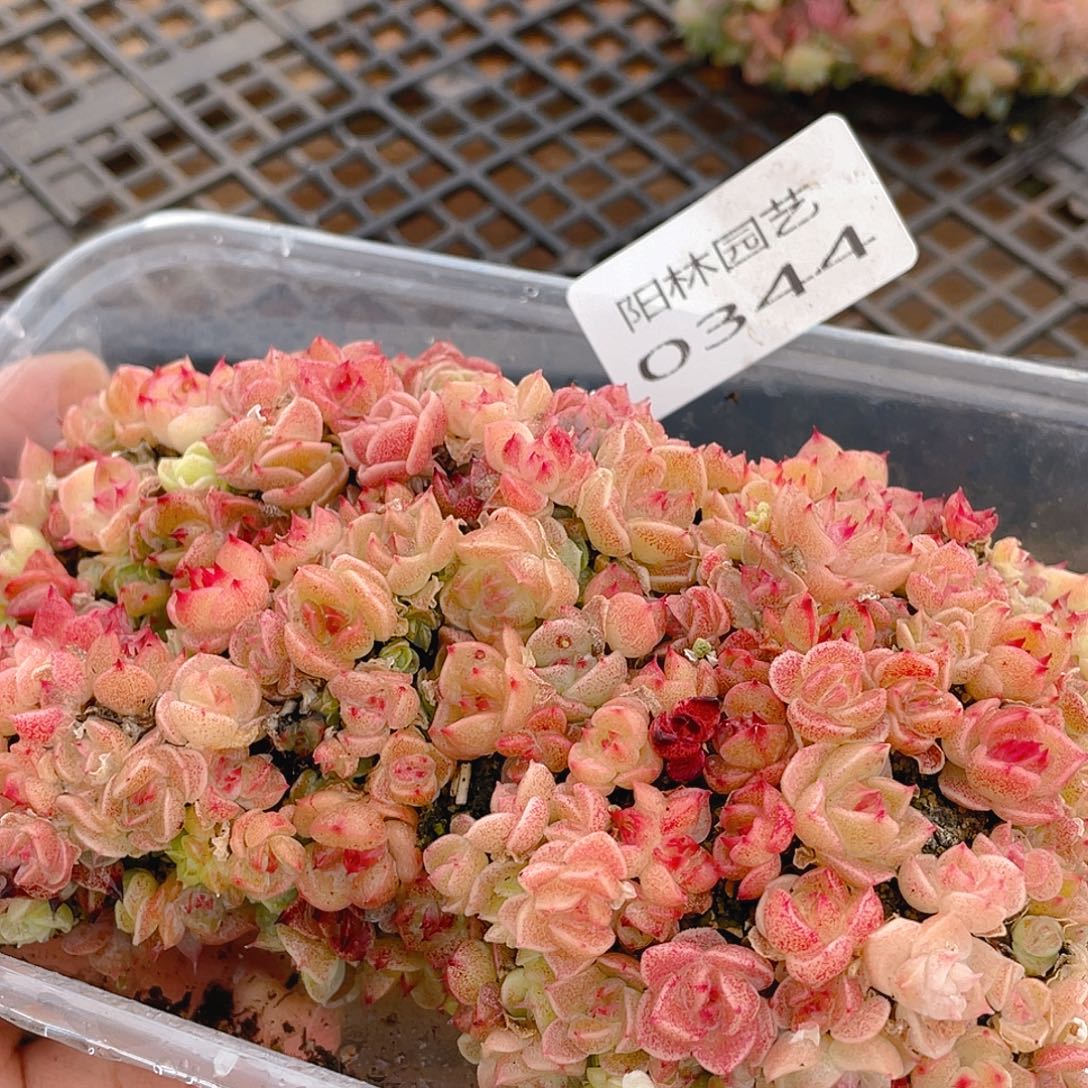 多肉植物多肉植物344