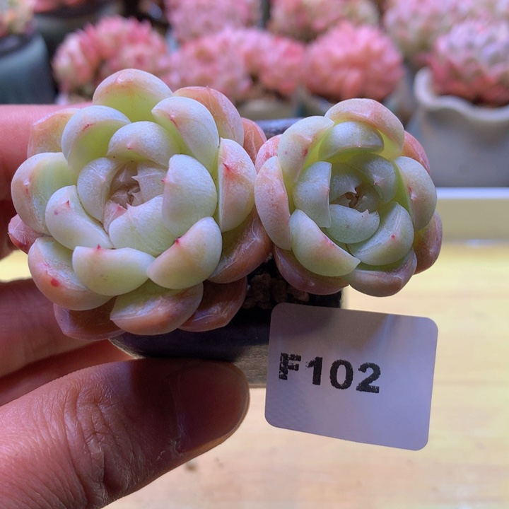 一物一拍满38包邮F102