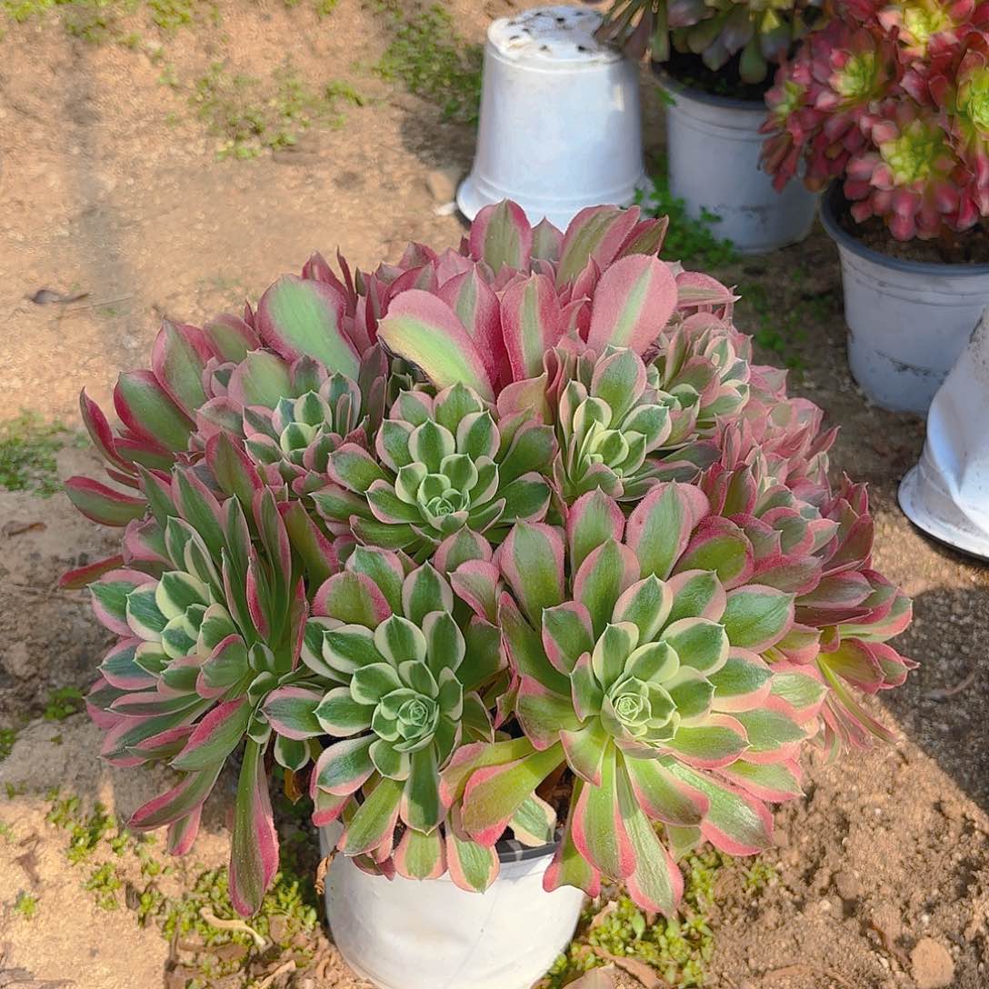 雨花石老庄多肉植物