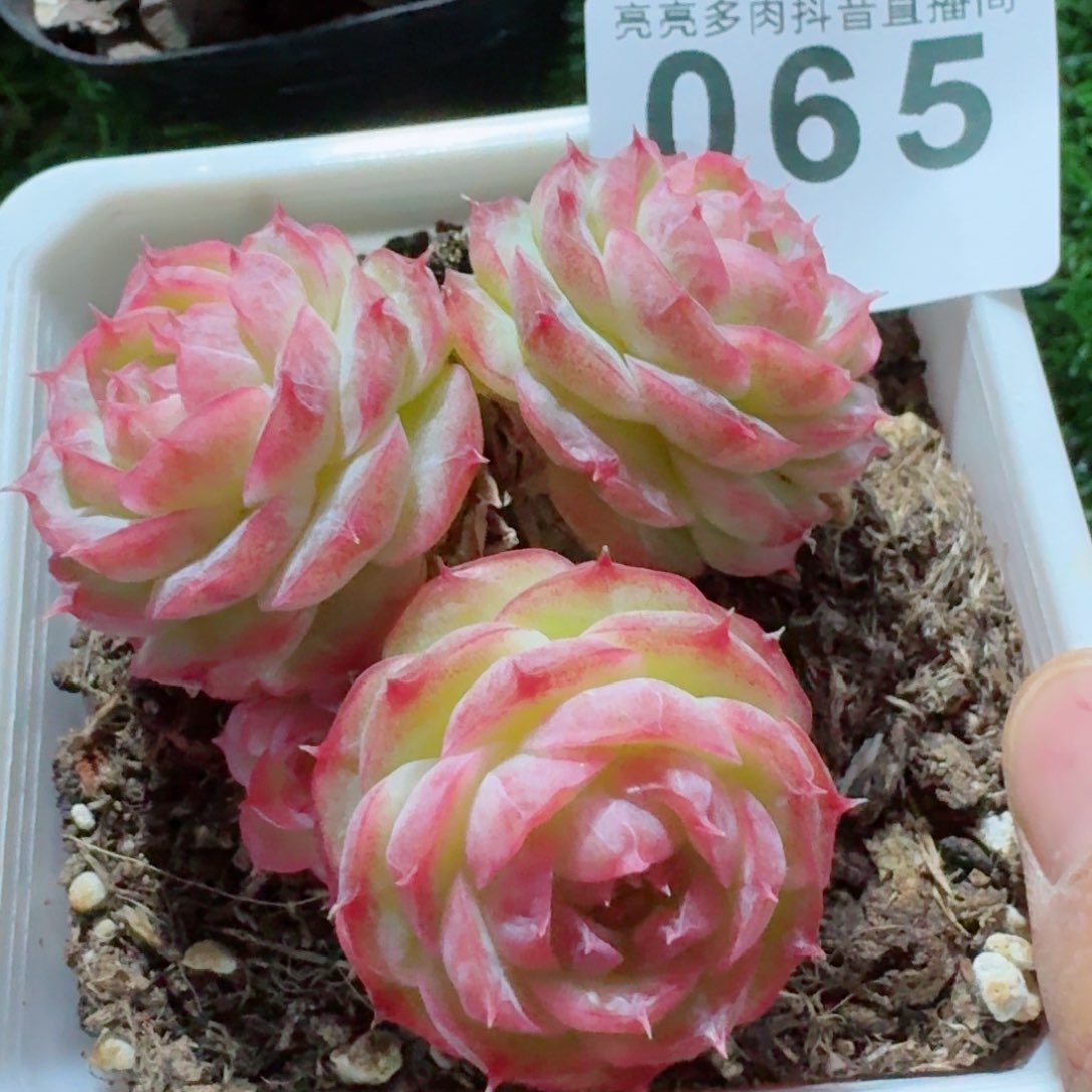 蔷薇珍妮         精品多肉