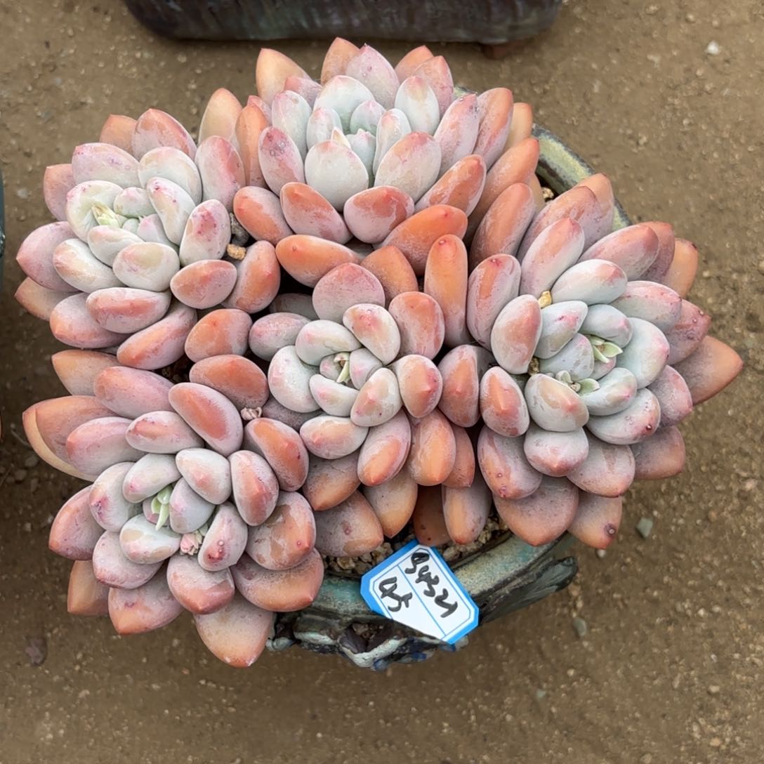 111111111个111111111