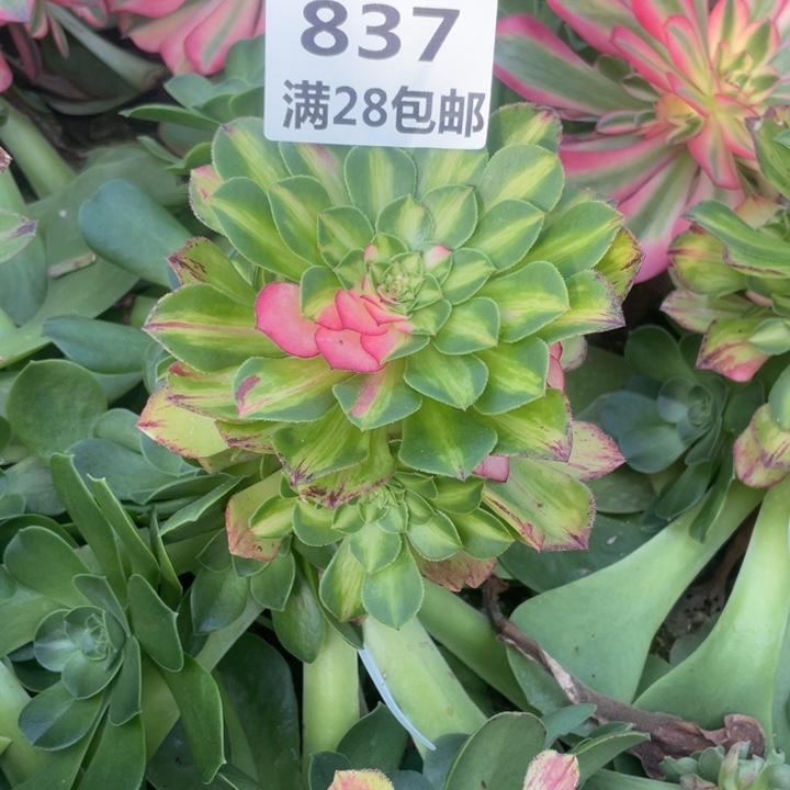 837三号棚嫁接知否多肉