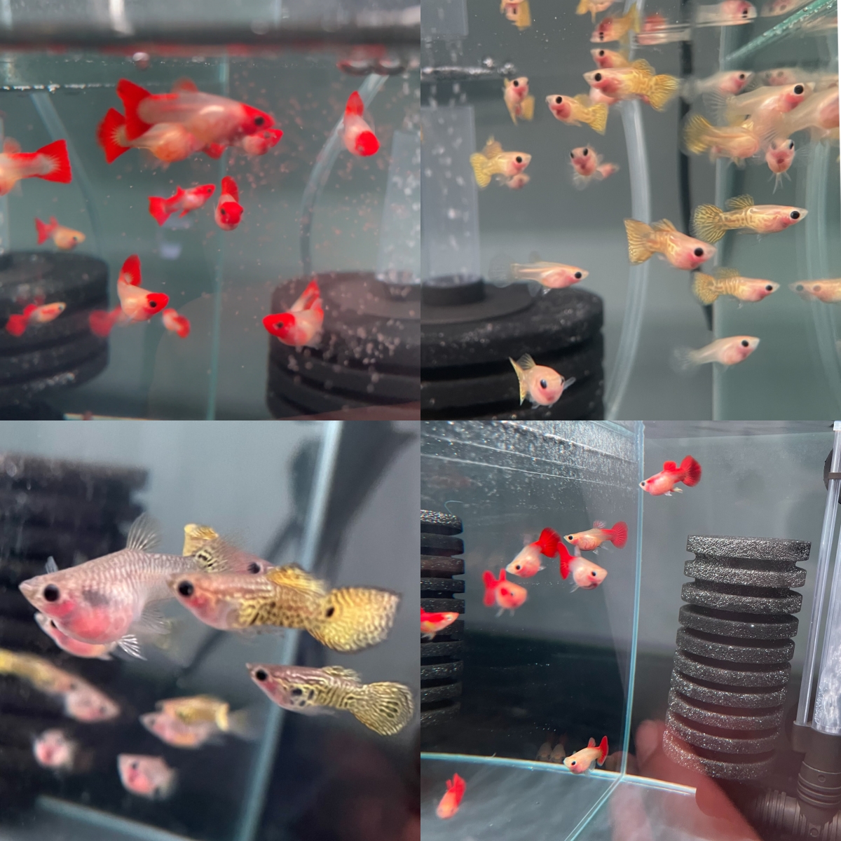 红头玻璃猫1对+黑金黄蕾丝玻璃猫1对+红礼服玻璃猫1对+黄蕾丝1对