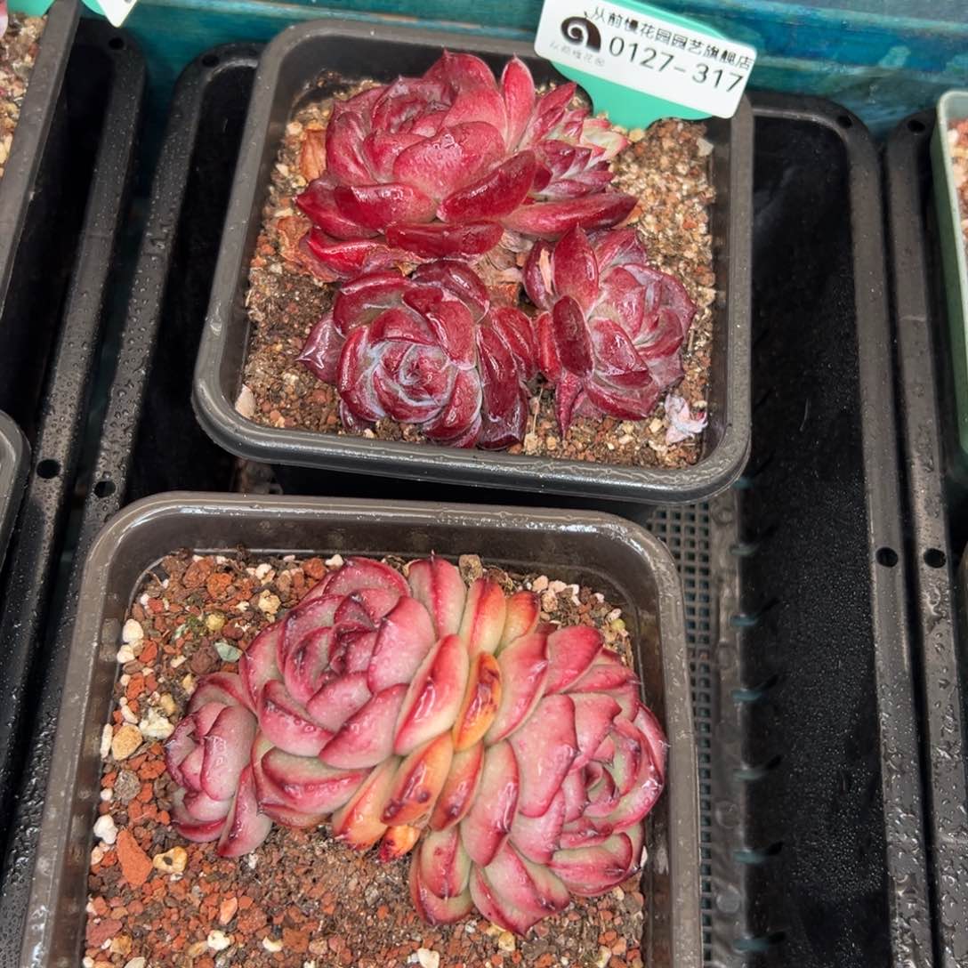 多肉一物一拍0127-317