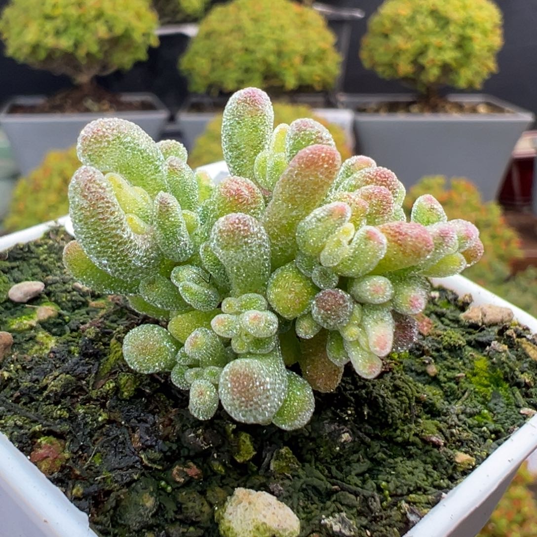 田***螂dy5551小可爱冰晶锦冠幅3cm