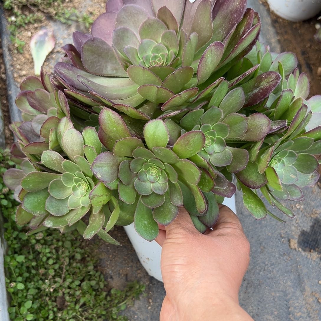 343雨荷多肉植物直