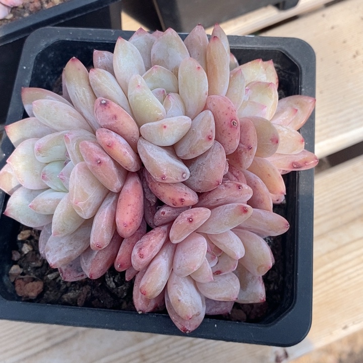 雪天使 h h j p 1122