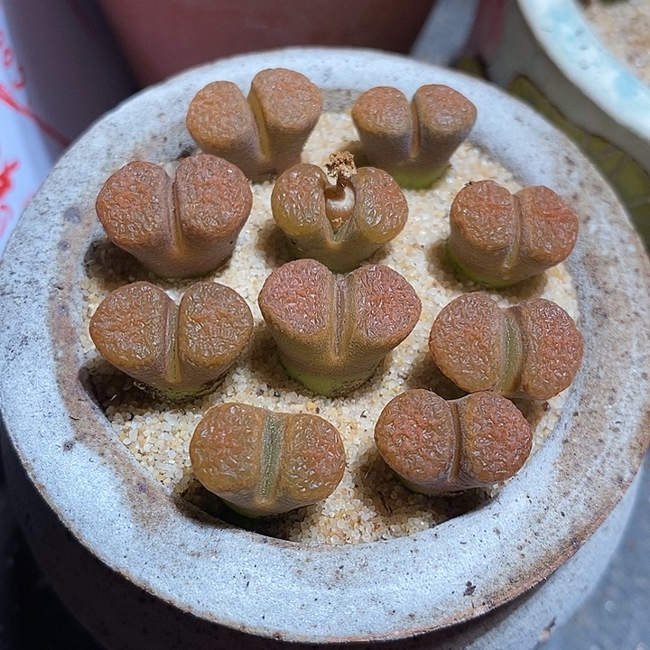 超级蛋糕风铃一颗。  