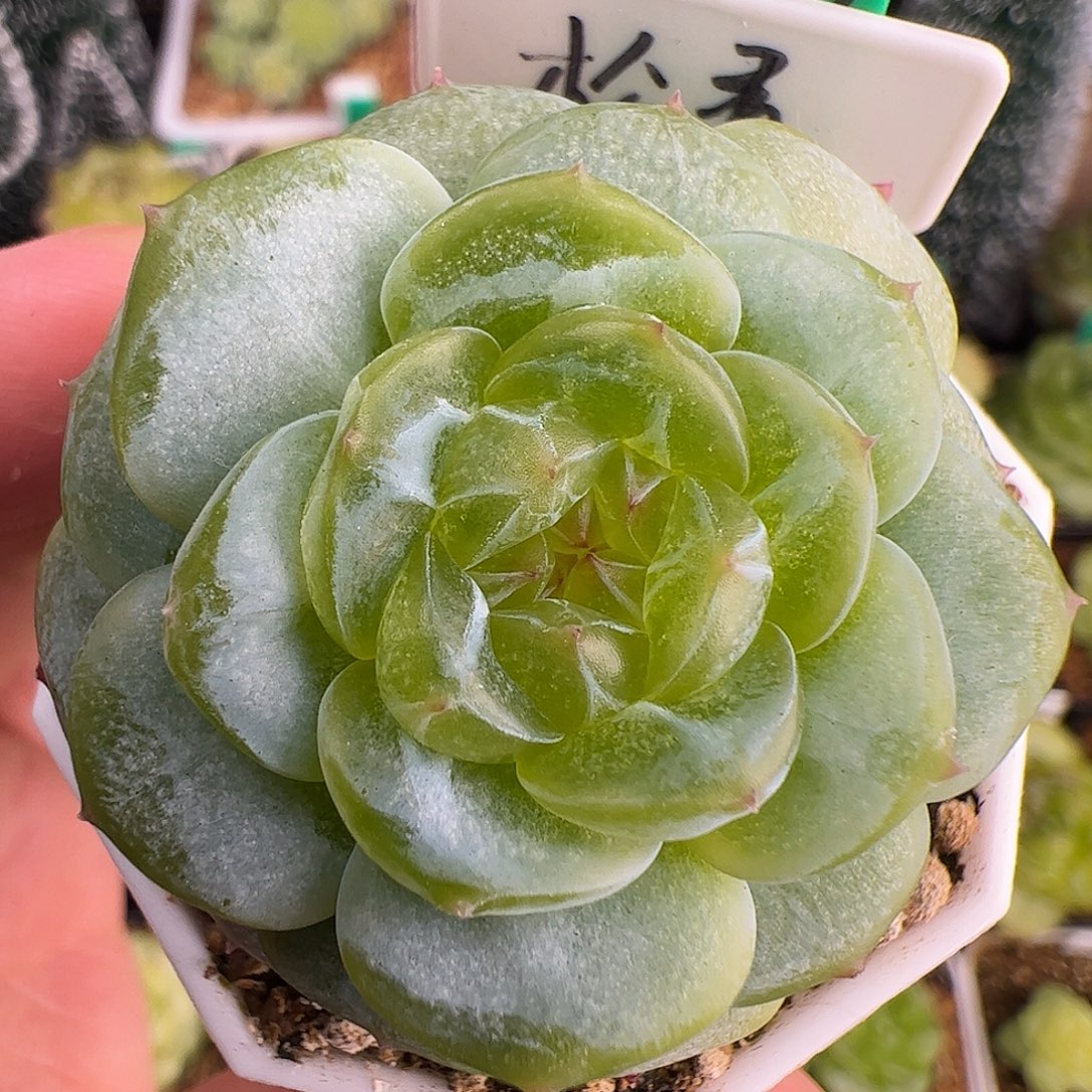 A202,单头松青，多肉珍妮