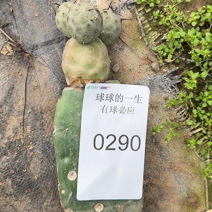 习志野蓝皮四头0290