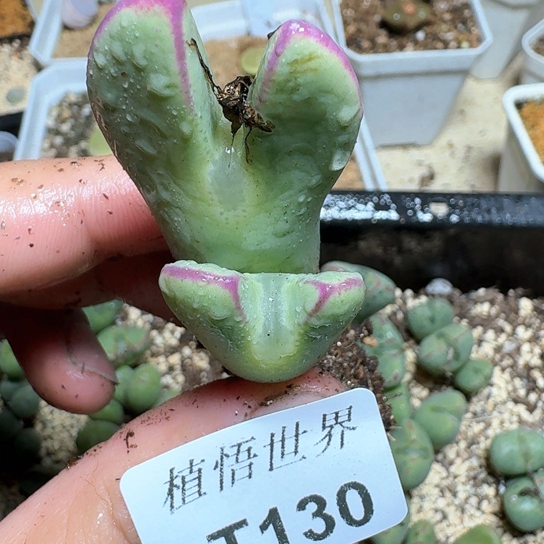 130盒多肉植物哇cv j