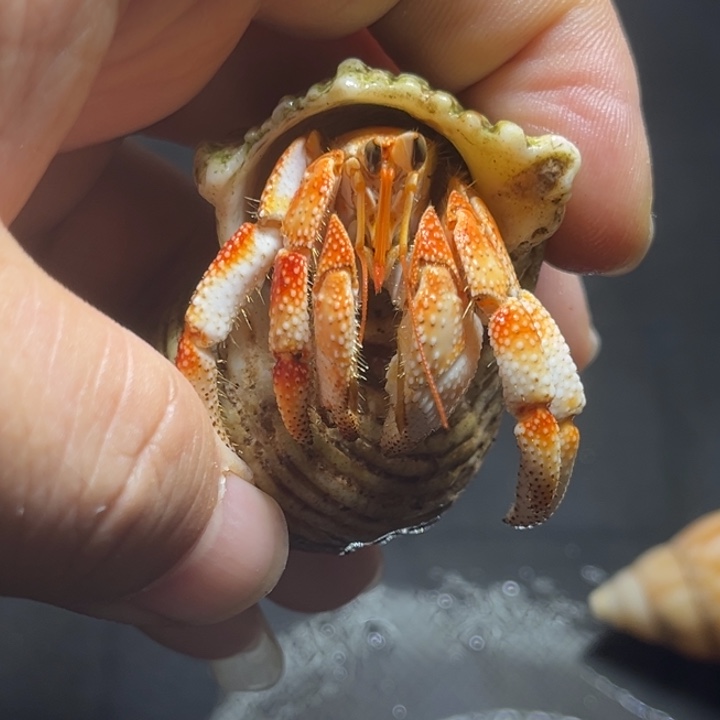 闪3号毛球2.0口径