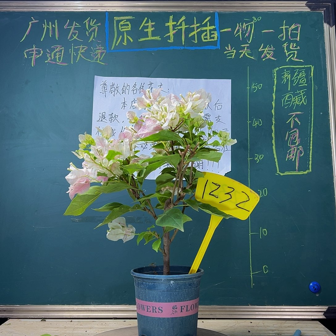 当前无花栽培后可以开花 福利 广红樱  1232