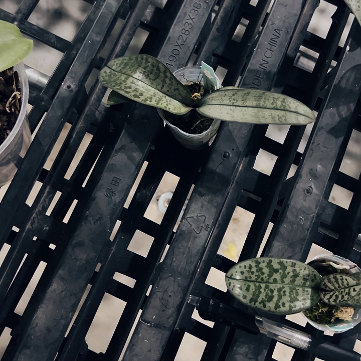 z***5不开花植物全新珍妮佛1.7