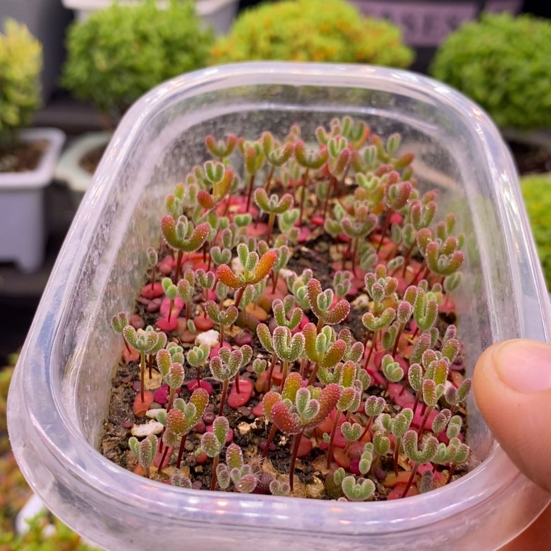 201混合切糕。    10个品种。    