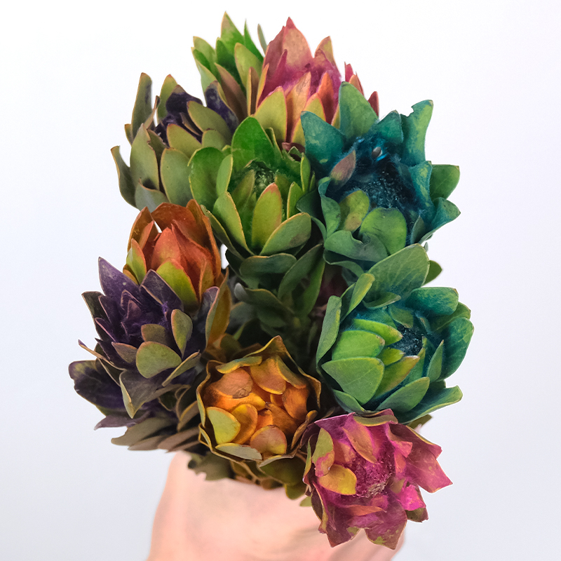 王的森林【彩色木百合】南非进口小众稀有鲜切花可做干花适合送礼