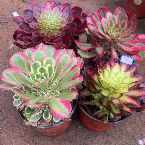 344多肉植物组合