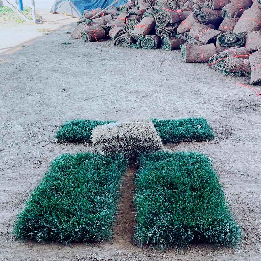 冬***淋无花朵四季青带泥土包邮