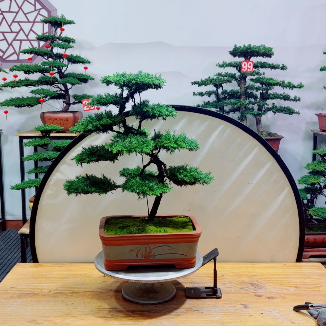 老桩盆景原生桩龙爪松