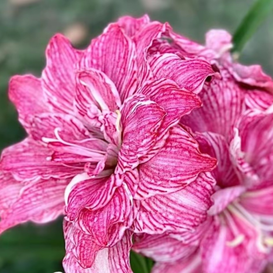 〔  朱顶红 乔安娜1.5厘米〕福利购建议寄养重瓣 