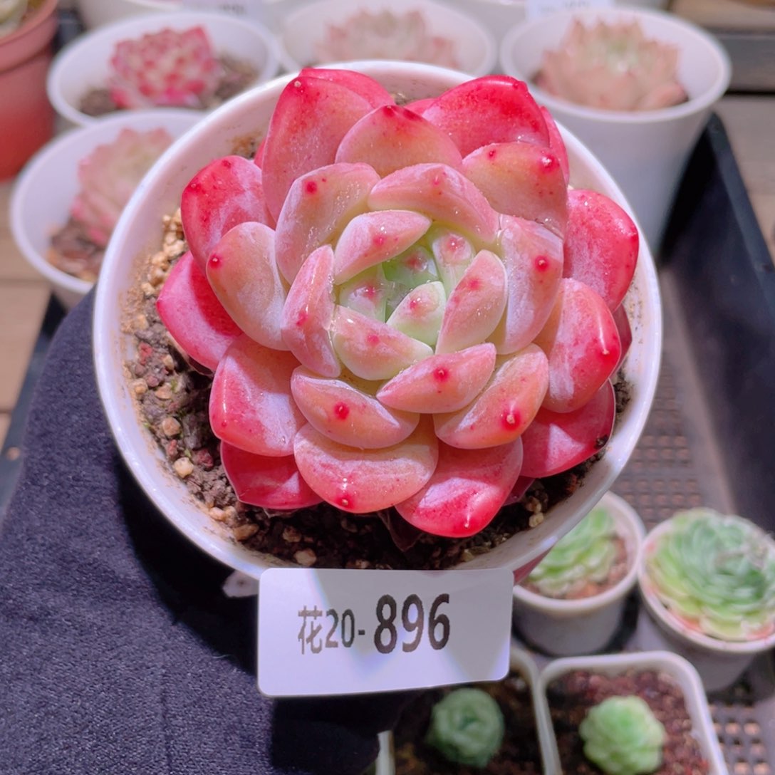 花利美20-896青提