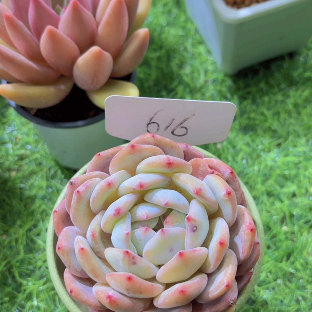 我的小可爱们都好可爱