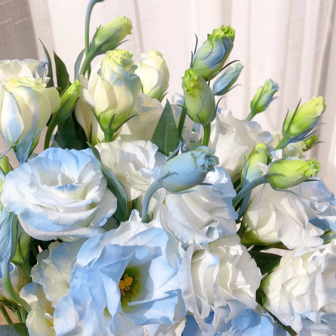 云影优选【碎冰蓝洋桔梗400g】昆明鲜花批发次日达