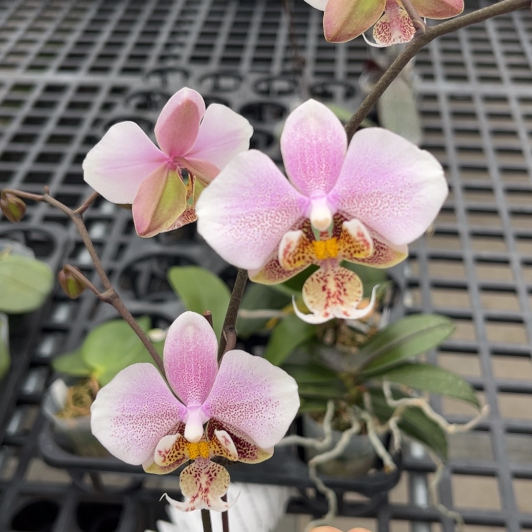 l***姐完全开放2.5寸西交白开花株（根少不售后）