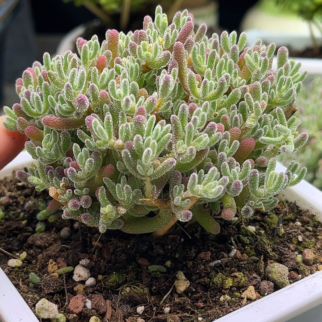 20粉冰晶优选枝干