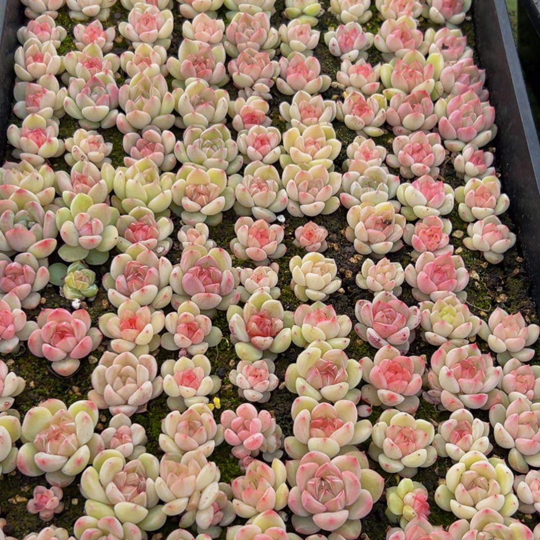 E***y525多肉葡萄的味道是真的