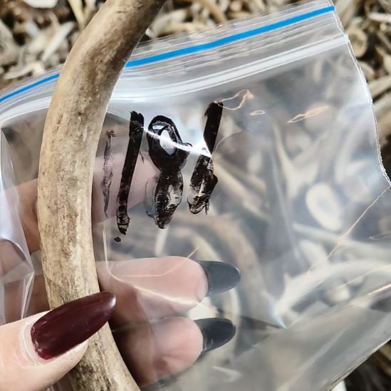 用***7鹿角鹿角鹿角鹿角鹿角鹿角